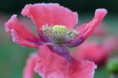 /album/fotogaleria-abstraktne/img-7895-jpg/